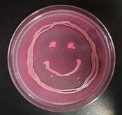 Pink Happy Face Made of E. coli Growing on MacConkey's Agar