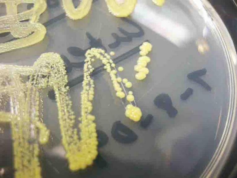 Streak Plate of Micrococcus luteus bacteria on Tryptic Soy Agar (TSY)