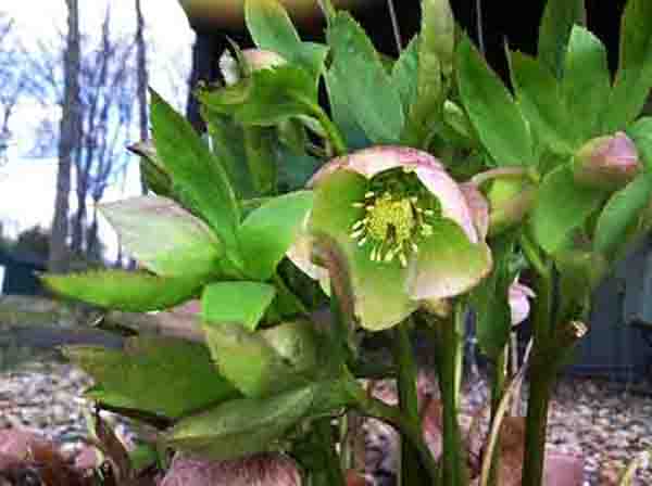 Hellebore plant in flower. Also known as "Lenten Rose".