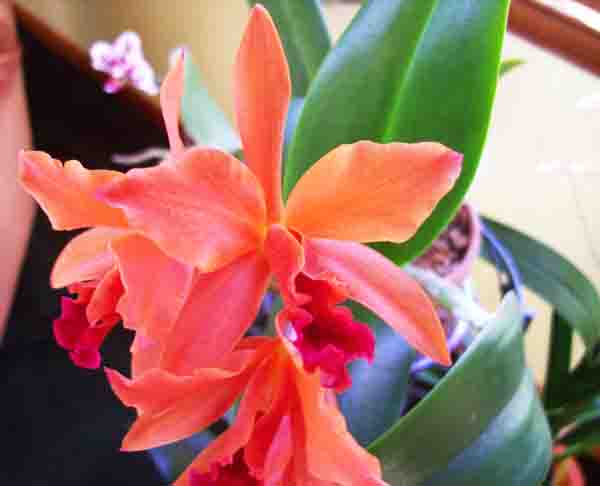 Orange Orichid Flower Photo