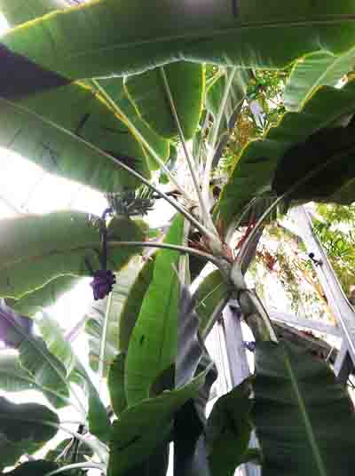 Banana Tree (Musa sp.) Photo