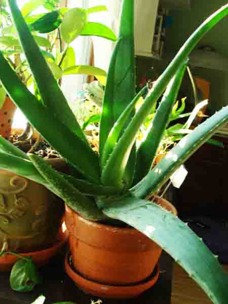 Aloe Pera Plant Photo