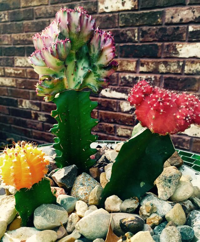 Moon cacti planted with a coral cactus.