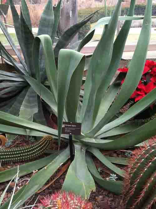 Octopus Agave (Agave vilmoriniana) Photo