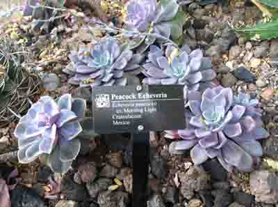 Peacock Echeveria Photo