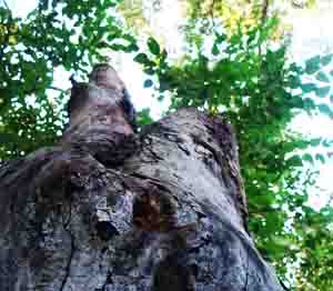 Gnarled Tree Photo