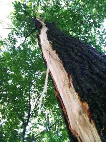 Lightning strike to Red Oak, Quercus rubra, affecting the bark, cambium sap layer and sapwood. 