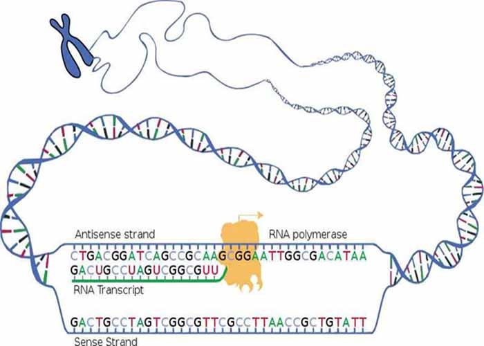 Transcription,National Human Genome Research INstitute