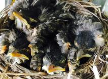 American Robin Nestling Chicks 11 Days Old