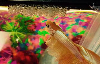 Male half moon Betta tending his eggs in a small bubble nest.