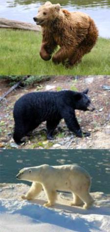 Collage of Bears in Genus Ursus