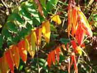 Why Do Some Trees Lose Their Leaves in Winter? Sumac