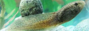 Bullfrog Tadpole in Home Aquarium