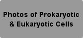 Photos of prokaryotic & Eukaryotic Cells Button