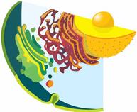Endomembrane System Diagram by Mariana Ruiz