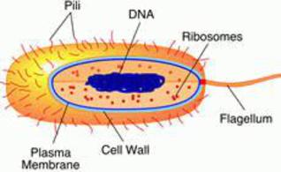 Essays on cell biology