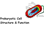Prokaryotic Cell Structure & Function Lecture Main Page