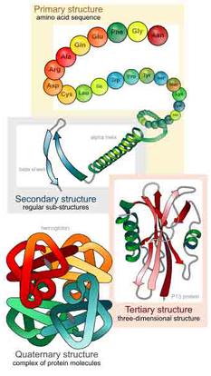 Levels of Protein Structure: Primary, Secondary, Tertiary & Quaternary