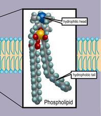 Phospholipids, the main lipid of biological cell membranes, are polar, with a water-loving (hydrophilic) head and water-hating (hydrophobic) tails.