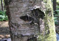 Biston betularia typica (light) and carbonaria (datrk) morphs on the same tree. The light-colored typica (below the bark's scar) is nearly invisible on this  tree, camouflaging it from predators.