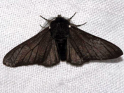 Biston betularia f. carbonaria, the black-bodied peppered moth.