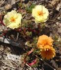 Moss Rose, Portulaca grandiflora, with Flowers of Two Colors as a Result of a Mutation