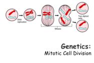 Mitosis Lecture PowerPoint