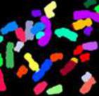 Color Coded Chromosomes, Biomedical Beat