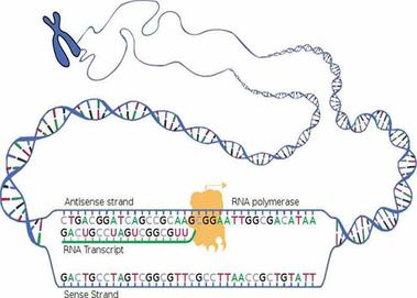 DNA Transcription from National Library of Medicine