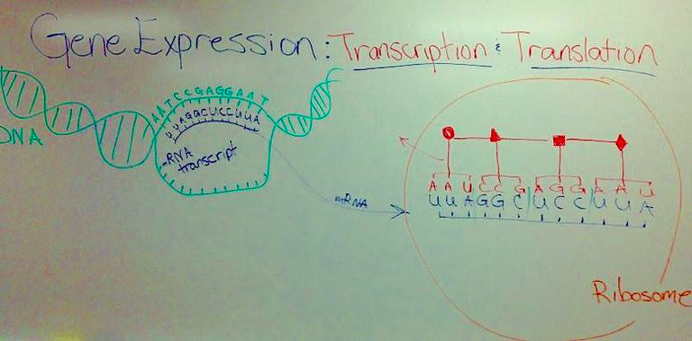 Drawn Diagram of Gene Expression - Transcription & Translation
