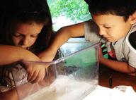 Kids gathering up Planaria flatworms with plastic pipettes, so that tank can be cleared.