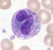 Eosinophil Granulocyte White Blood Cell