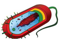 FREE Microbiology Lecture Teaching Materials