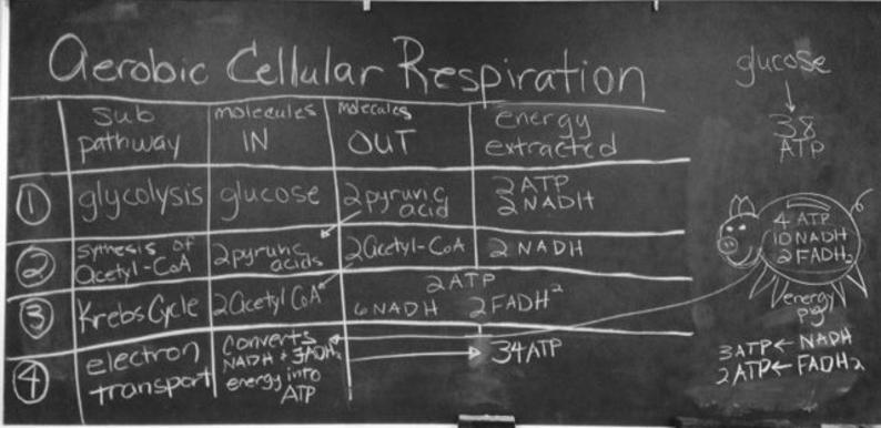 Table summarizing the steps of aerobic cellular respiration.