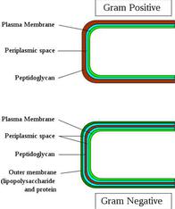 Illustration of Gram-positive and Gram-negative cell wall.