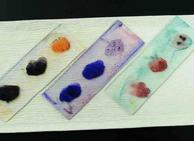 Gram stained slide with positive control Staphylococcus on left, negative control E. coli on left and unknown in center