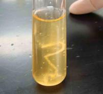 Liquid Broth Media with Bacterial Growth 