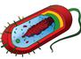 Prokaryotic Cell, Mariana Ruiz