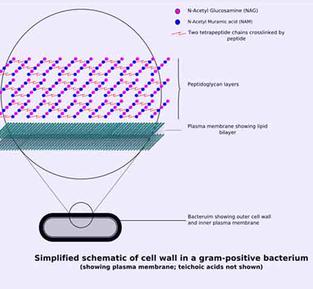 Schematic of Gram Positive Bacterial Cell Wall Structure