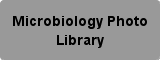 Microbiology Photo Library Button