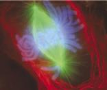 Cel in mitosis stained with fluorescent dyes.