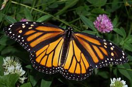 Female monarch. Note dark veins on wings