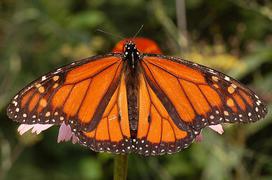 Male monarch. androconium. Note spot called the  in the center of each hind wing. Males are typically slightly larger than female monarchs.
