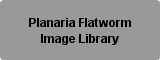 Planaria Flatworm Image Library