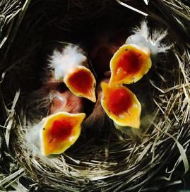 Four 2-day-old American robin chicks begging for food.