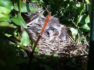 Nest of sapprow chicks in Boston fern.