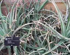 Large Aloe Vera Plants