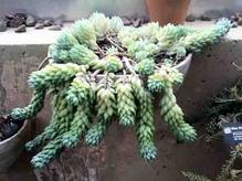 Burro's Tail (Sedum morganianum) Photo