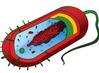 Prokaryotic Cell, Mariana Ruiz