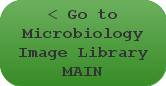Go to Microbiology Image Library MAIN PAGE